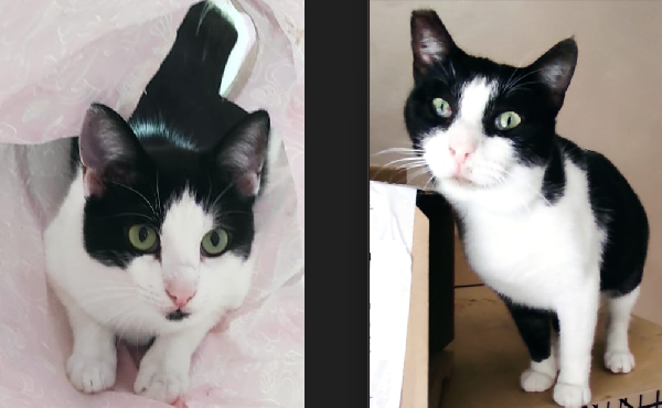 Zorro & Francesco, Adozione Di Coppia